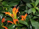 Lipstick Plant
